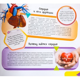 Тело человека. Самые интересные факты Тело человека. Самые интересные факты