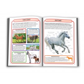 Коні і Поні Коні і Поні